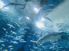 -海合安武汉极地海洋公园