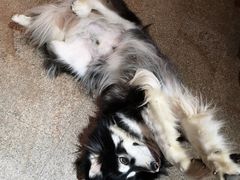 -more than meow吴止猫主题餐厅(承德 中船汇店)