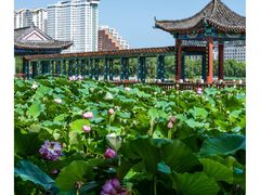 -莲花池公园