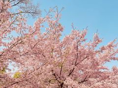 -顾村公园