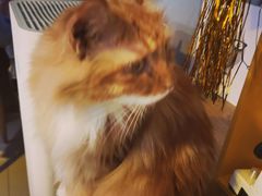 -平行世界·猫咖(首经贸店)