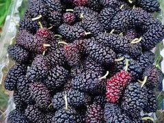 -南京小时候桑葚采摘园