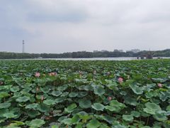 -大兴滨河森林公园