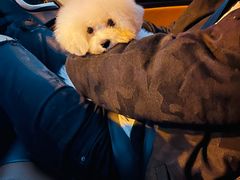 -翊宠yipet猫狗购宠庄园犬舍•猫舍