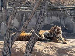 -石家庄市动物园