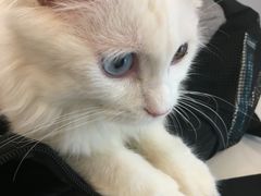 -飞行喵MR PILOT|猫舍·猫咖(静安大融城店)