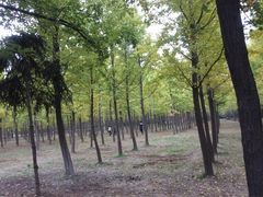-汉景帝阳陵博物院