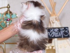 -小猫来了·猫舍(红山六九七九店)