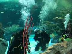 -瑞普利水族馆
