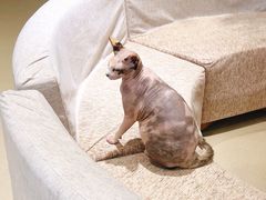 -藏猫猫咖啡主题馆(中央大道店)