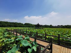-绍兴镜湖国家城市湿地公园