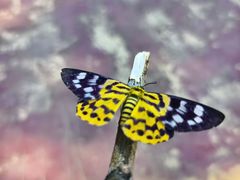 -广州白江湖森林公园