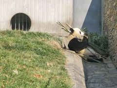 -卧龙中华大熊猫苑神树坪基地