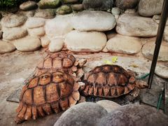 -南宫五洲植物乐园