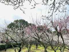 -香雪海