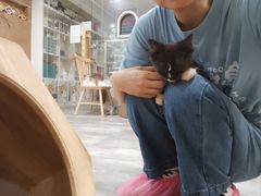 -楼上猫咖(罗湖店)