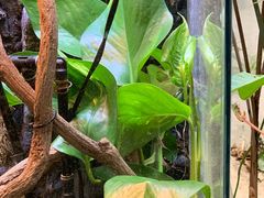 -上海大自然野生昆虫馆(东方明珠·爬宠昆虫探索中心)