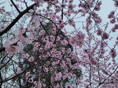 -桃花堤公园
