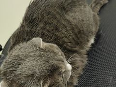 -BABIT巴比特宠物(MOMOPARK店)