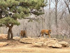 -北京野生动物园