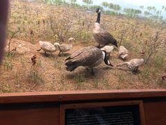 -美国自然历史博物馆