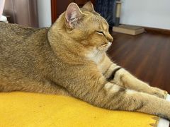 -思琪宠物医院(昆山花桥店)