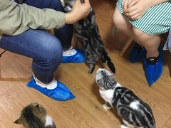 -李小姐の猫咖啡馆(五角场店)
