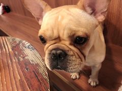 -柯斗斗主题餐厅·狗咖·围炉煮茶·茶饮(国瑞升平里店)