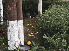 -橘子洲景区