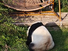 -青藏高原野生动物园