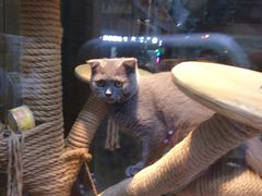 -集宠猫柠宠物生活馆