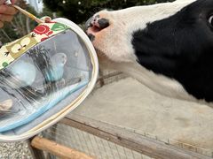 -青石桥花鸟鱼虫市场(叠翠城店)