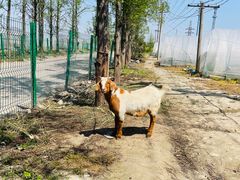-喜杨洋草莓采摘园