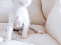 -十年猫舍·猫咪专门店(普陀店)