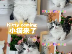 -小猫来了·猫舍(红山六九七九店)