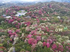 -贵州百里杜鹃风景名胜区