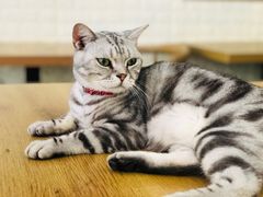 -平行世界·猫咖(首经贸店)
