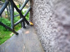 门面-松山湖梦幻百花洲