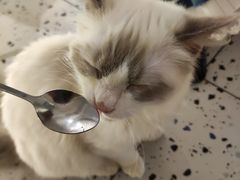 -喵喵咪呀布偶猫咖(春熙路店)