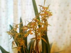 -保利·罗兰香谷