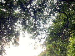 -马峦山郊野公园