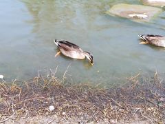 -大宁郁金香公园-停车场