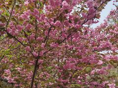 -桃花堤公园