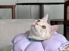 -中农大我爱我爱24h动物医院·中医针灸·猫专科·骨科医疗中心(双井店)