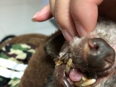 -瑞鹏宠物医院·爱宠堂·骨外专科(西荷分院)