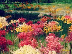 -白塘生态植物园