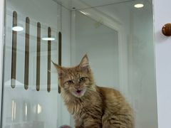 -青奢宠物·青奢猫舍