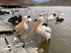 -新疆天山野生动物园