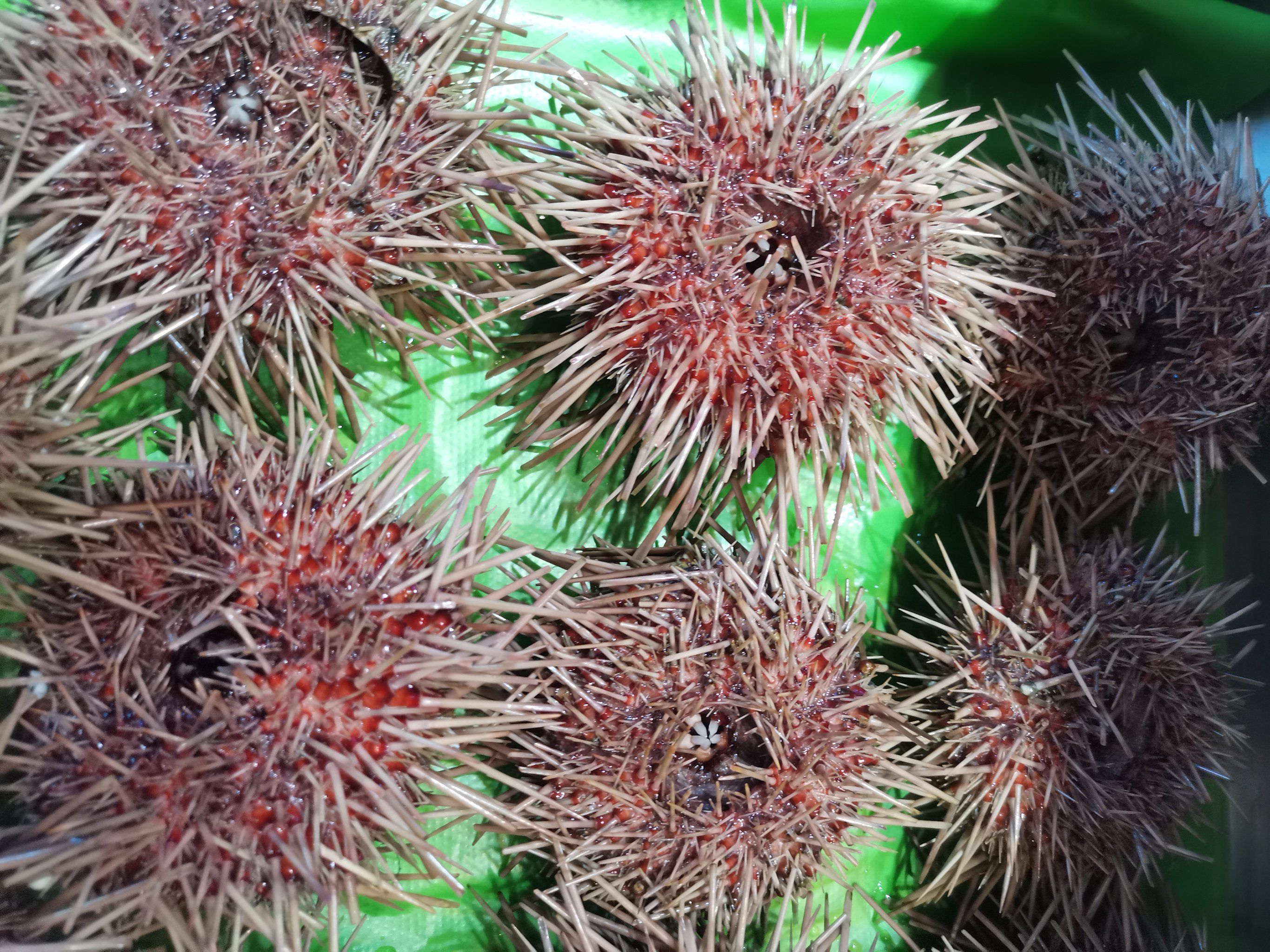 海胆:海洋中的神秘"刺球"
 
在海洋里,海胆是种独特迷人的生物