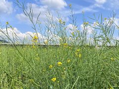 -光明小镇欢乐田园